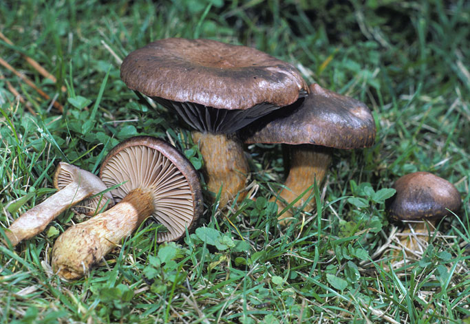 Chroogomphus ochraceus